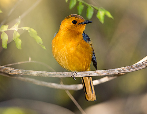 Red-capped Robin-Chat